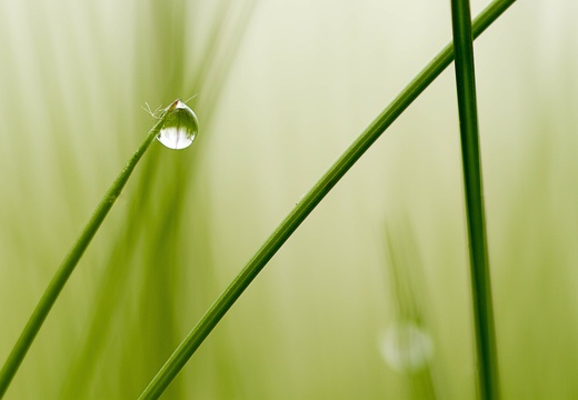 Goutte de vie