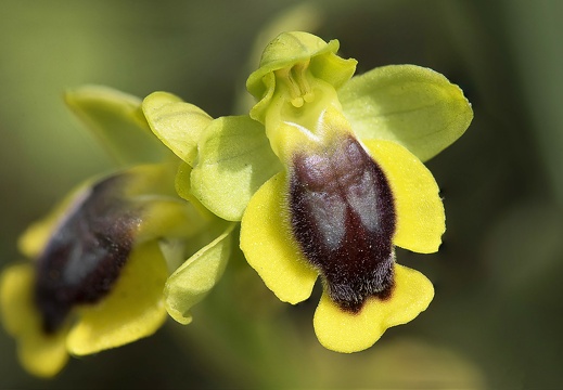 Ophrys jaune