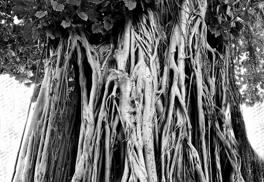 arbre