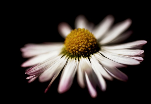 coeur vegetalise