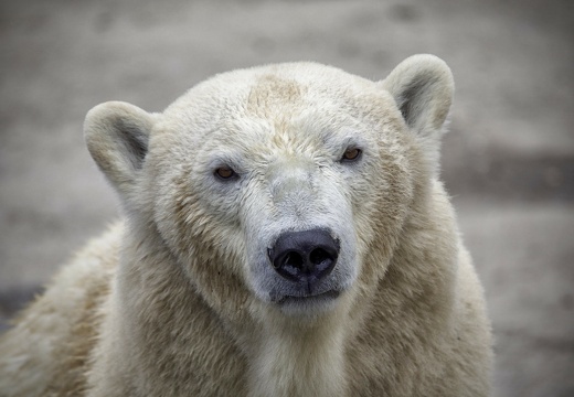 petit ours