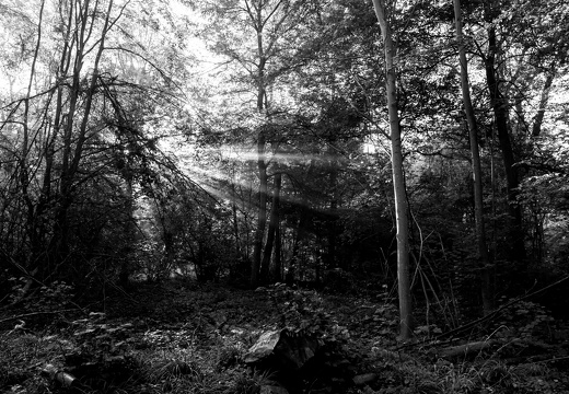 Arbres
