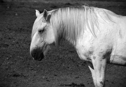 DSC 0571 camargue nb