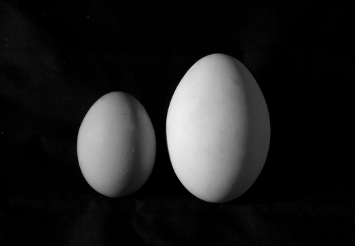 Les oeufs de l epouvante