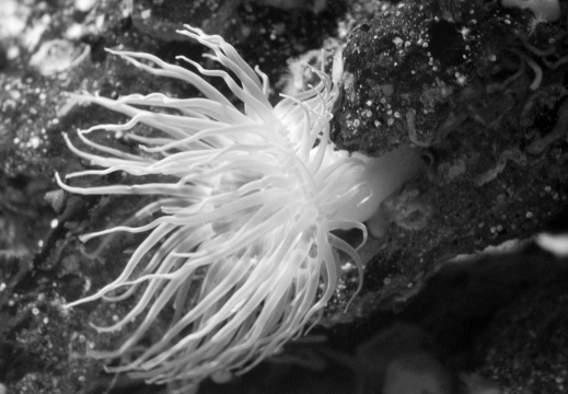 anemone N B