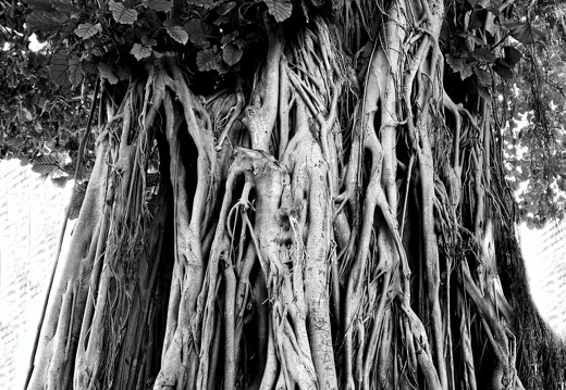 l arbre qui marche