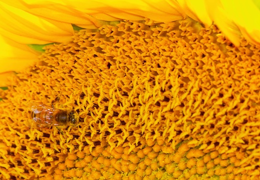 Butinage