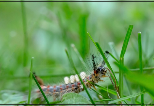 Chenille