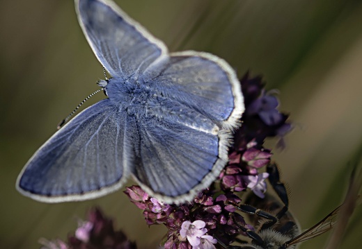 DSC 0640 papillon bleu