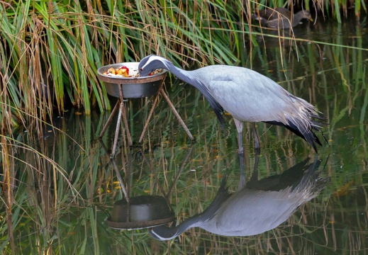 Reflet