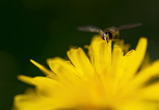 Voleur de nectar