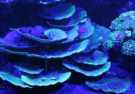 corail fluorescent