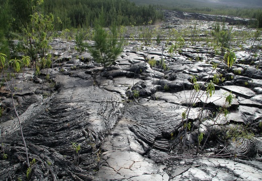 la nature reprend ses droits
