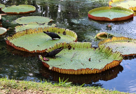 un abreuvoir naturel