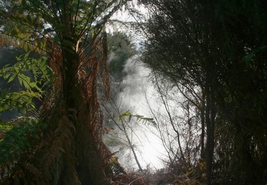 visage ou foret
