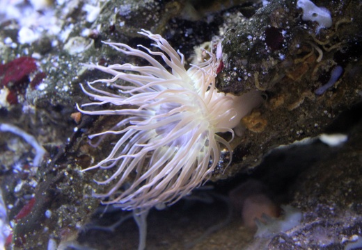 Anemone