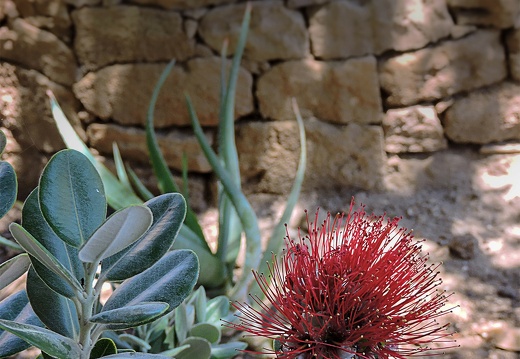 Metrosideros polymorpha