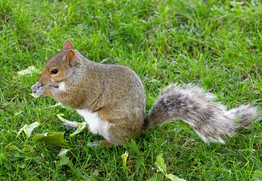 Petit ecureuil