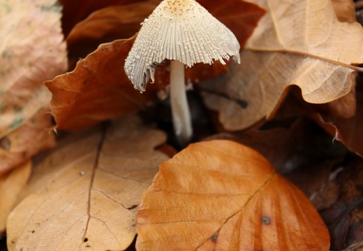 champignon