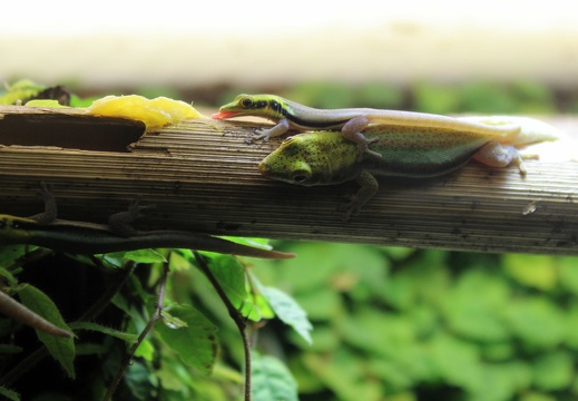 gouter entre lezard