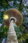Tour de contrôle naturelle