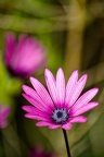 Fleurs