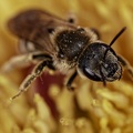 CA BUTINE -DSC 0524-