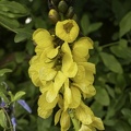Cassia Popcorn