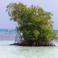 mangrove