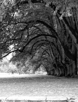 allée d&#039;arbre