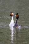 Danse