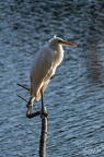 Oiseau