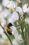 ABEILLE