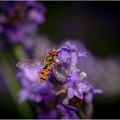 Nectar violet