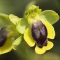 Ophrys_jaune.jpg