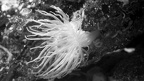 anemone N B