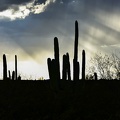 Au_milieu_des_saguaro.jpg