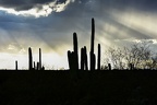 Au milieu des saguaro
