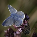 DSC 0640 papillon bleu