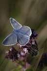 DSC 0640 papillon bleu