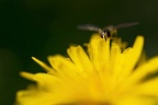 Voleur de nectar