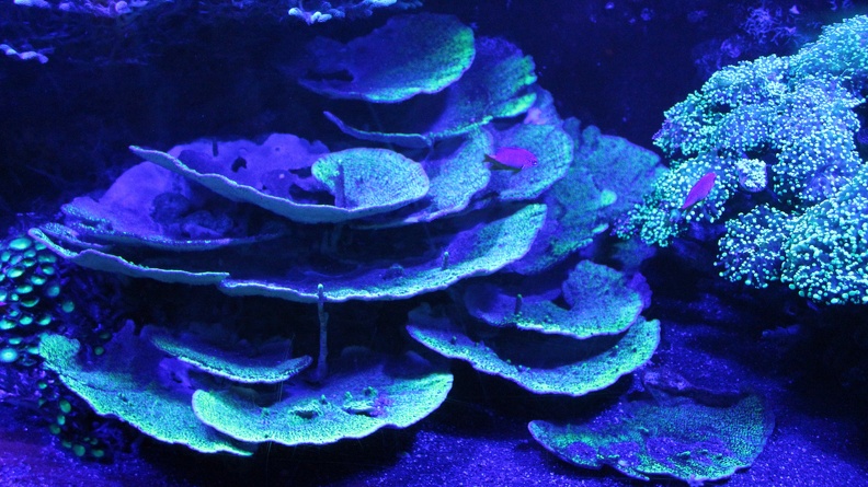 corail_fluorescent.jpg
