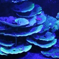 corail fluorescent