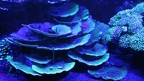 corail fluorescent