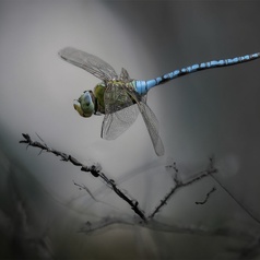 Nature Image Projetée