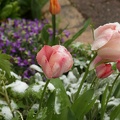 Tulipes sous la neigeSM