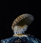 Eau du coquillage