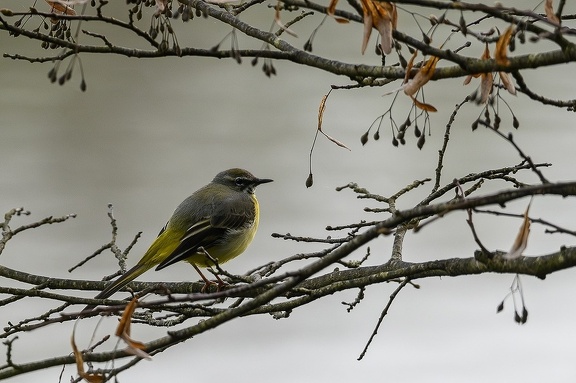 Bergeronette des ruisseaux 