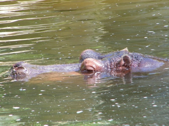 Hippo