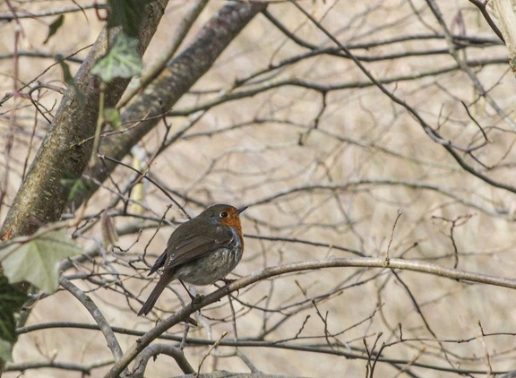 Rouge gorge